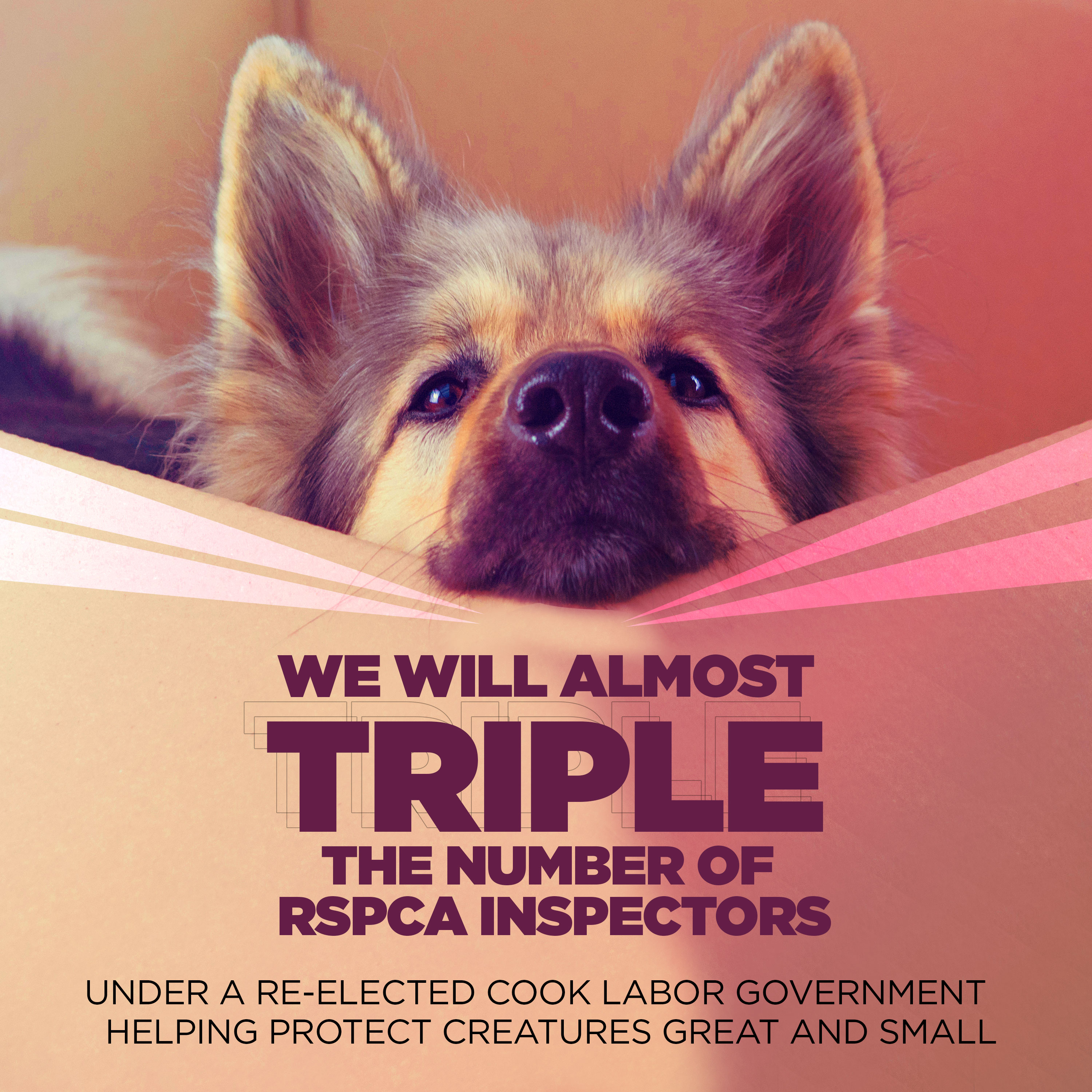 COMMITMENT - RSPCA Funding Boost Main Image